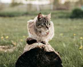 Picture for category Cat Supplies